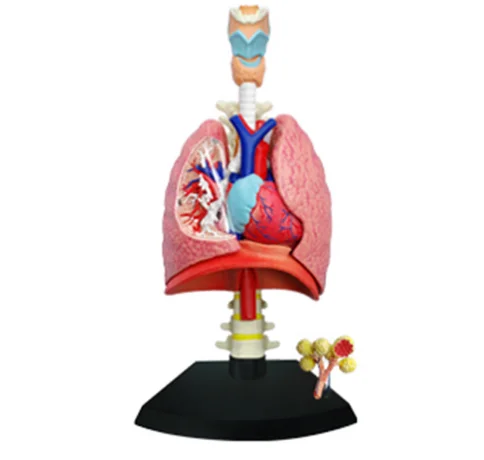 4D Обучающие игрушки собранная модель анатомии легких человека медицинская
