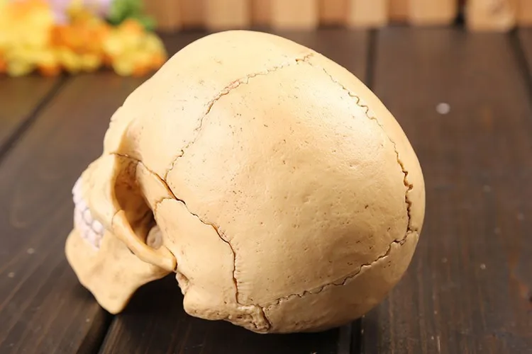 4D master human skull модель 17 шт Набор собранная Анатомия человека мерная модель