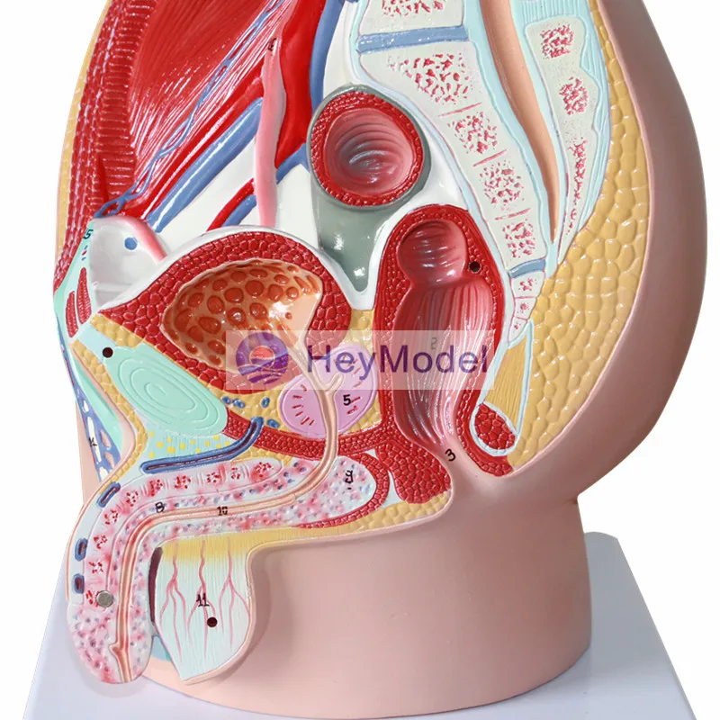 HeyModel Мужская Тазовая медианная тангентальная репродуктивная система модель