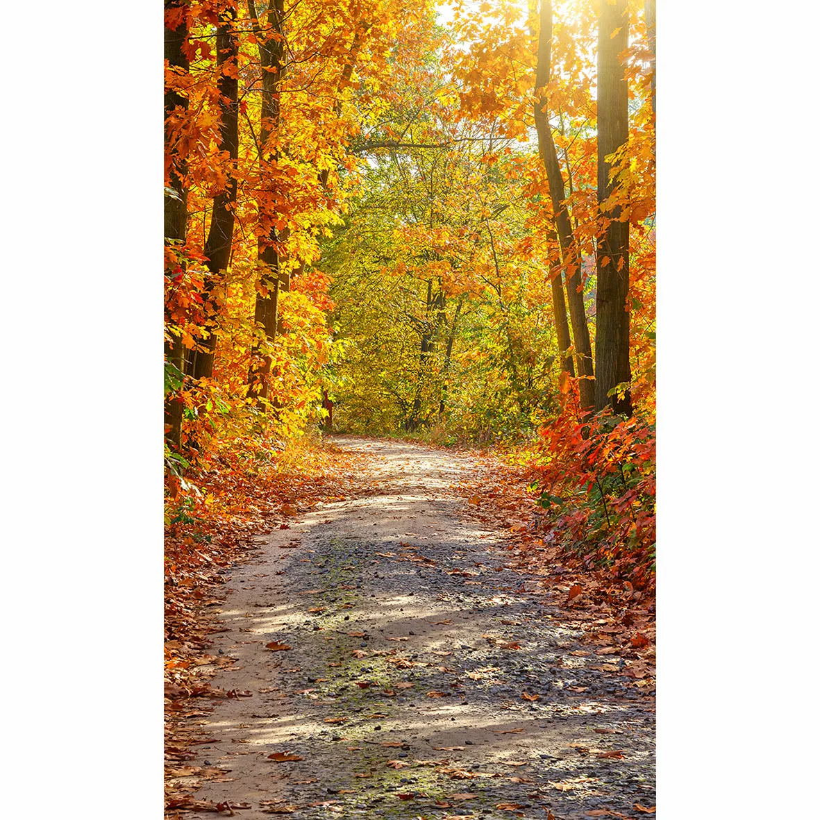 Allenjoy осенние фоны для фотостудии дерево дорога оранжевый Солнечный свет