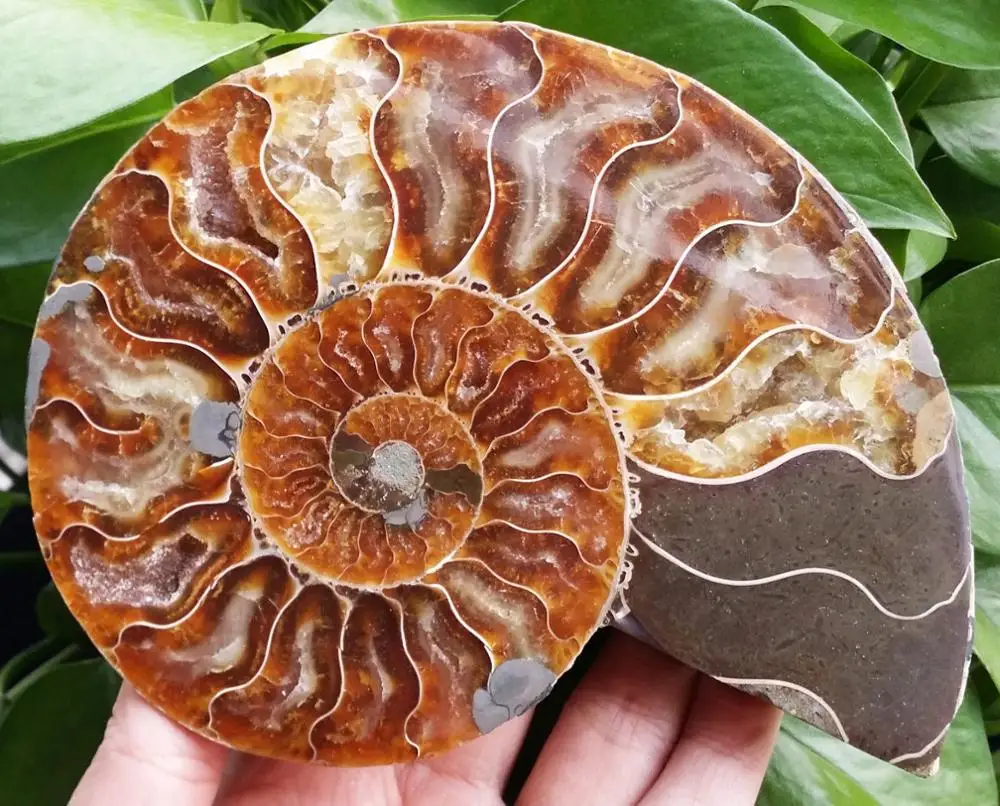 1Pair Half Cut Ammonite Shell Jurrassic Fossil Specimen Madagascar (XA6133) | Дом и сад