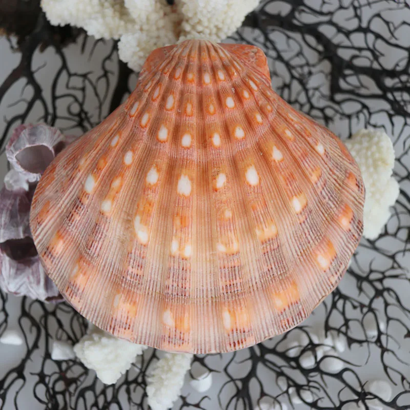 Бесплатная доставка (1 шт./лот) большой желтый гребешок натуральный корпус и