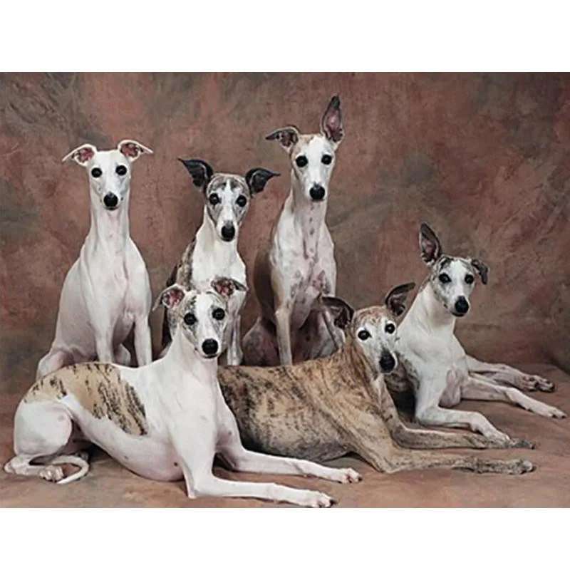 Diy 5D алмазная живопись Whippet Dog животное Алмазная вышивка крестиком полный узор