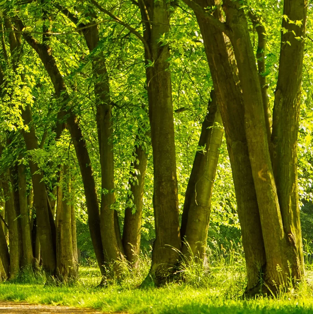 3 панельные холщовые картины настенные для гостиной модульные декоративные