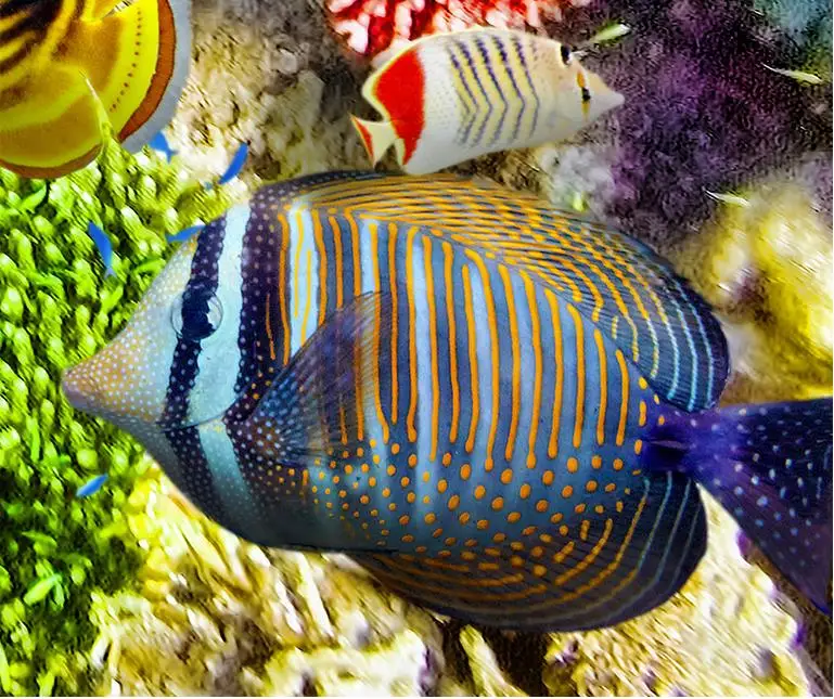 Виниловая напольная плитка на заказ 3d Пол обои водоросли морские Тропические