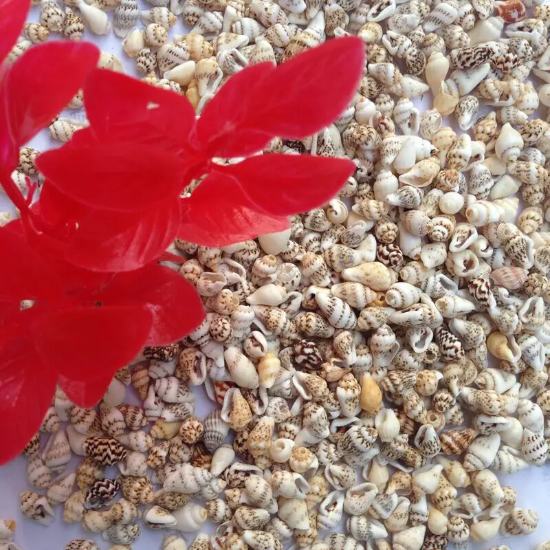 250 шт./лот натуральная мини Морская раковина маленькая морская для украшения дома