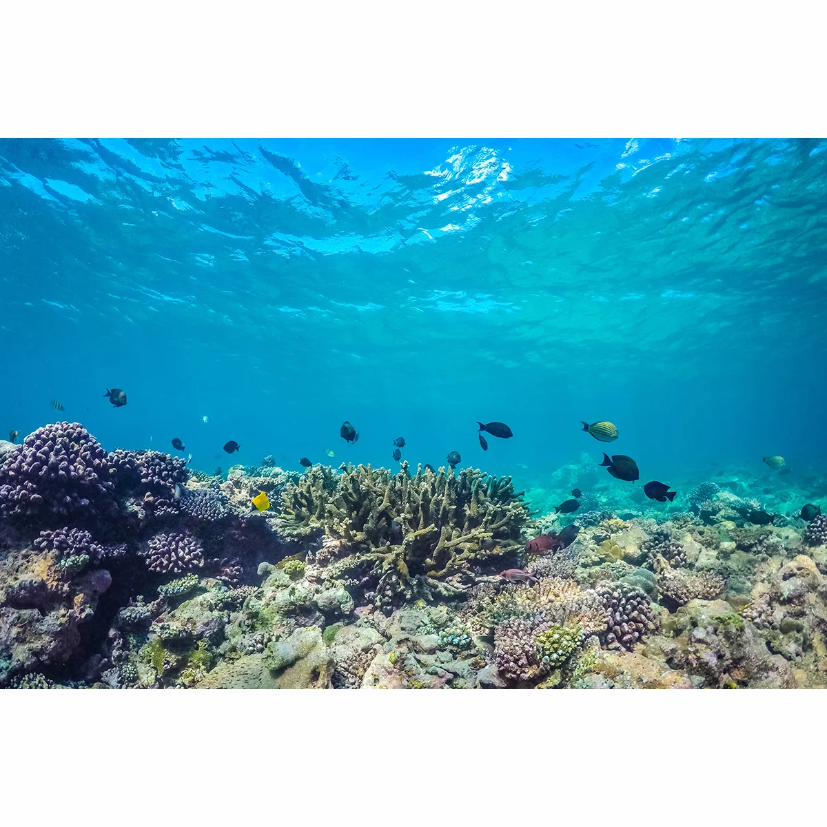 Allenjoy фоны для фотостудии подводный мир Пейзаж красочный коралловый риф