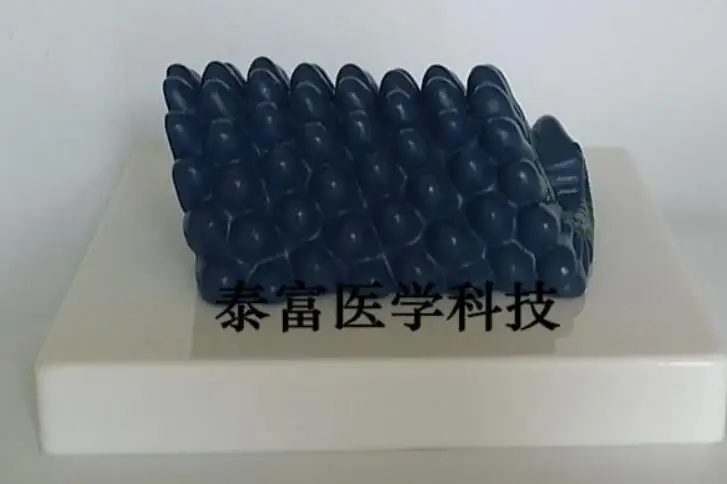 Rabies Virus Model Molecular Structure Biology Medical Teaching Science Study Supplies Free Shipping | Канцтовары для офиса и