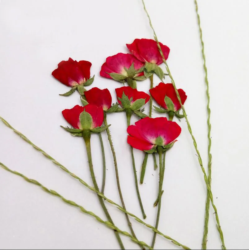 

60pcs Side Pressed Dried 4-7cm Red Rose Flower Plant Herbarium For Jewelry Postcard Invitation Card Phone Case Bookmark DIY