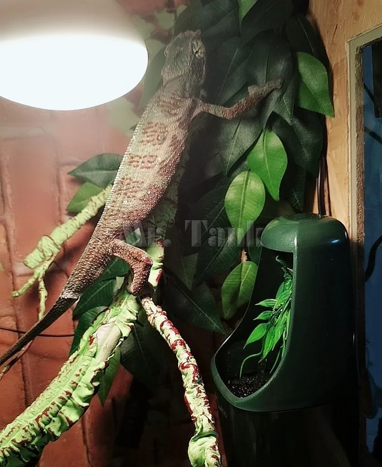 Mr.Tank питьевая вода для рептилий фонтан кормления ящерицы фильтр распылитель