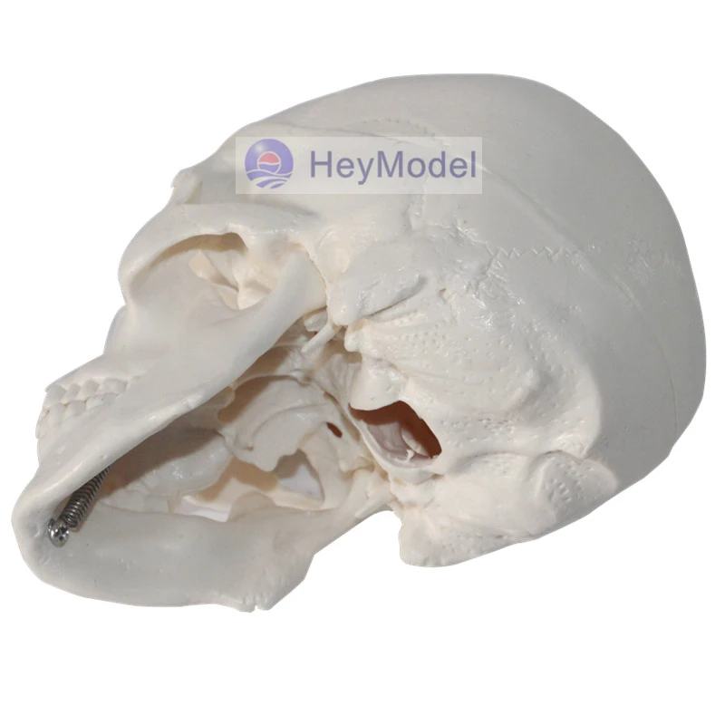 Искусственный Мини Череп HeyModel|version| |