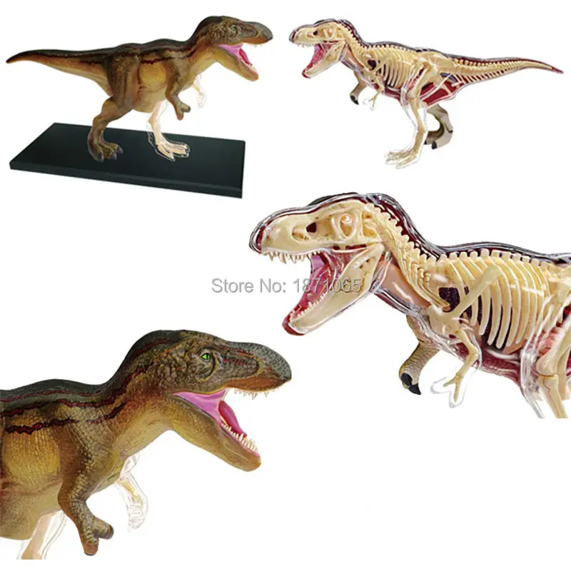 Животные видение Анатомия динозавр Жираф запястье Дракон Тигр Слон Акула Модель