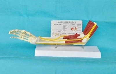 1:1 Functional model of articular ligament of upper limb muscle arm Medical teaching model free shipping