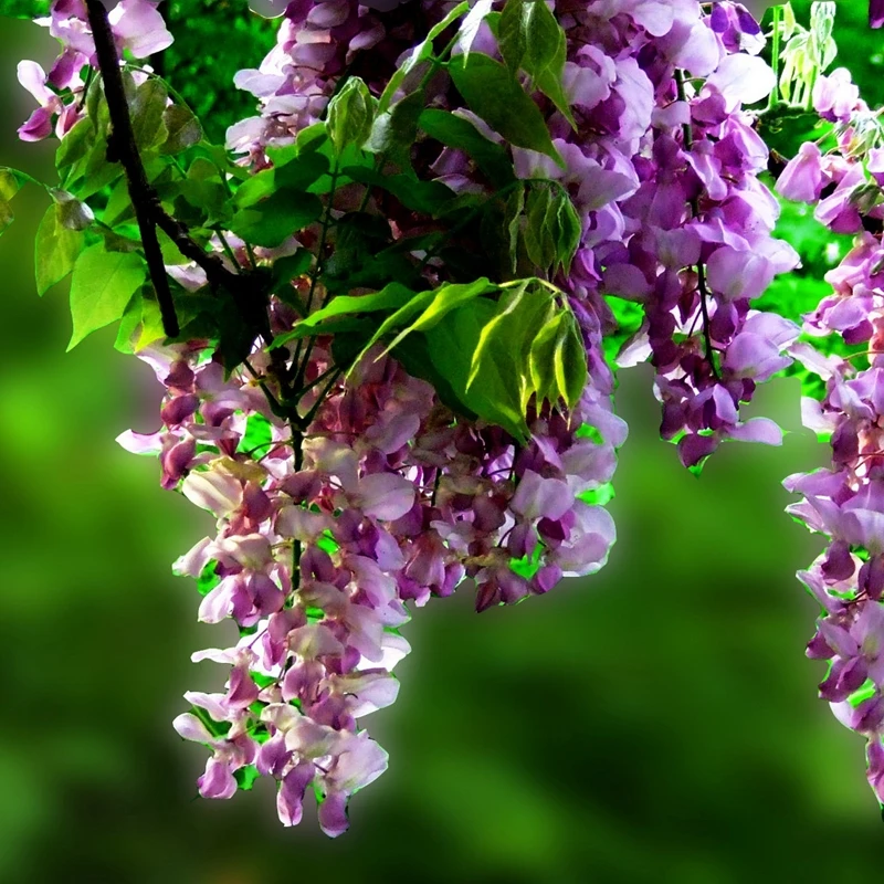 Marseed 100% природа Редкие Бонсай Глициния семена декоративных растений цветы