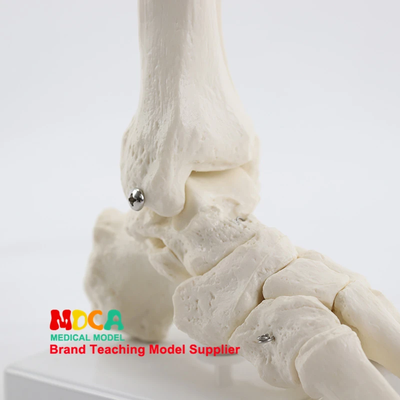 

Foot ankle joint model foot bone model medical teaching of human bones MJG003