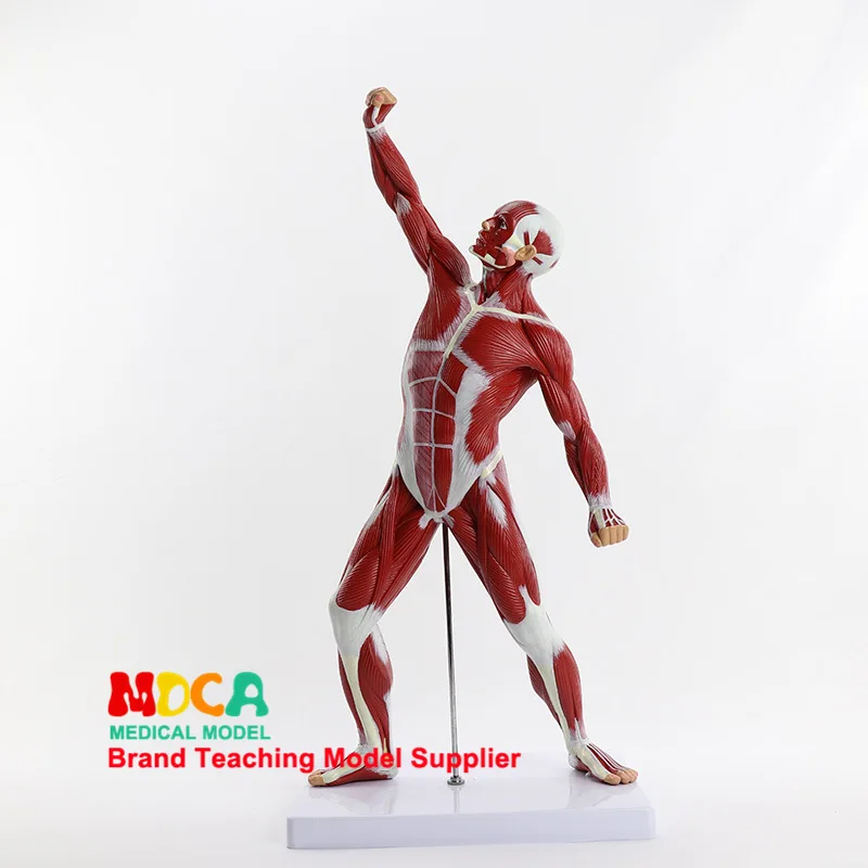 

Human muscle model Standing sketch of human body Biology Anatomical Model Medical teaching equipment