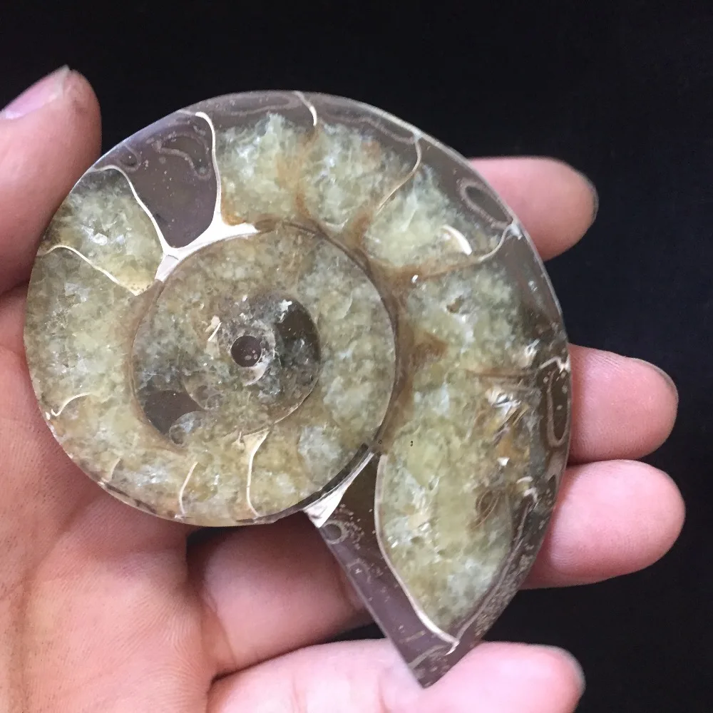94 г аммонит PRETTY NAUTILUS MADAGASCAR FOSSIL с лечебным действием образцы Рождественский