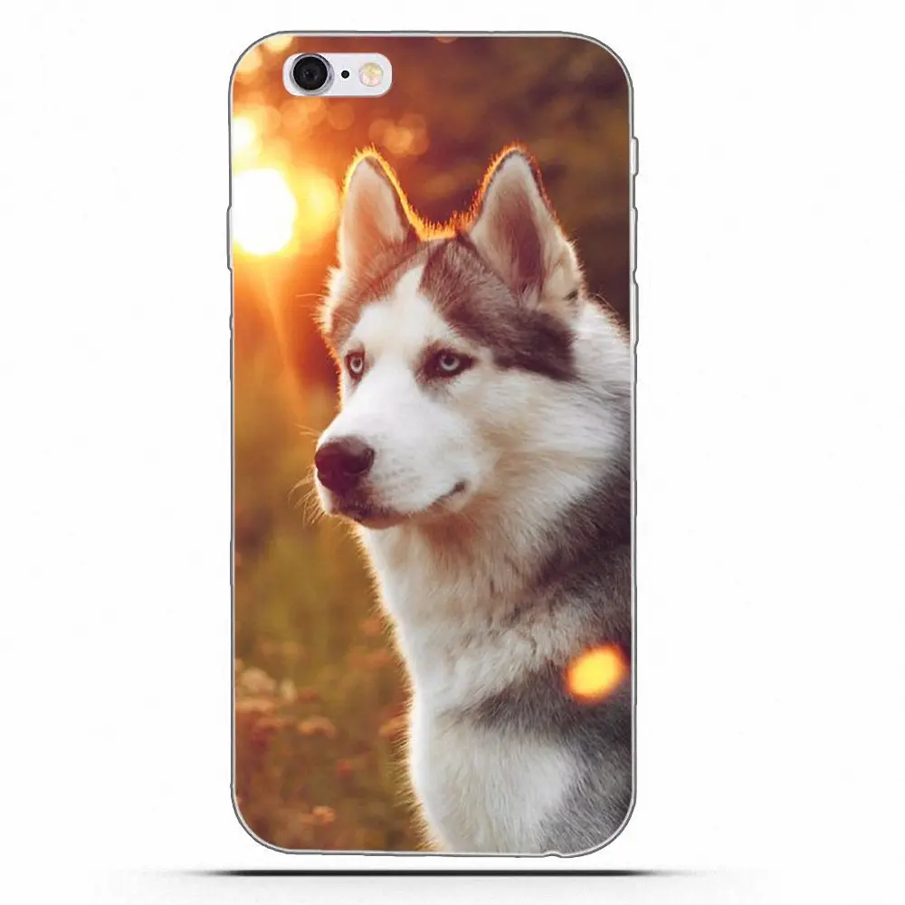 Чехол Wexoeq для телефона с изображением сибирской хаски Apple iPhone 4 4S 5 5C 5S SE 6 6S 7 8 Plus X |