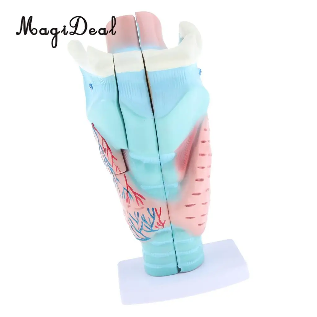 3x Magnified Human Larynx Anatomical Model Medical Anatomy Throat Lab Display 3 Parts Detachable | Дом и сад