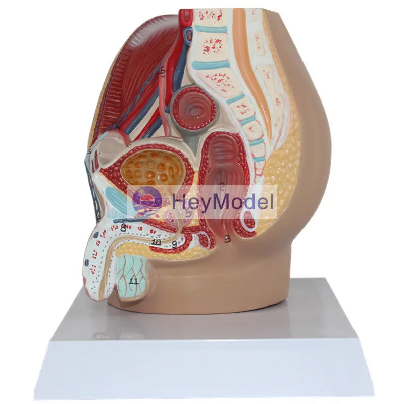 HeyModel Мужская Тазовая медианная движущаяся фотография|section| |