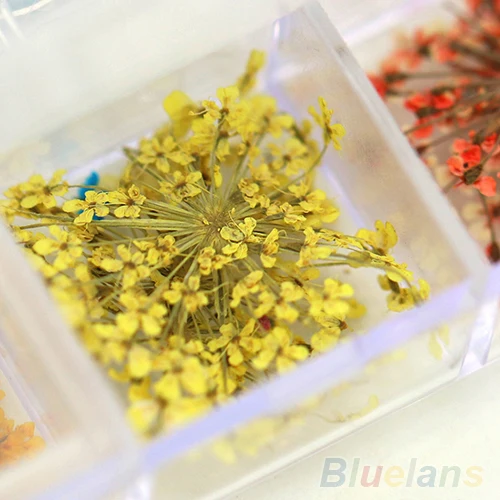 60pcs Real Dry Dried Flowers Nail Art Tips Stickers Manicure Decoration DIY 1MKR 2NBS 8ZYA | Красота и здоровье
