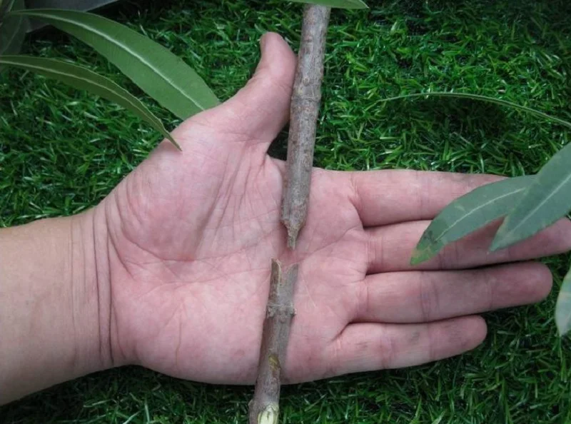 Профессиональные садовые ножницы для обрезки фруктовых деревьев прививочный