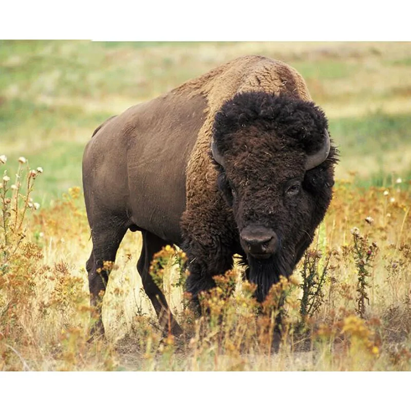 5D DIY квадратная Алмазная картина американская Bison животная вышивка крестиком