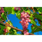 Камни в форме ромбакруглый дрель Алмазная вышивка виноград 5D DIY Алмазная вышивка крестиком на рисунке, стразы мозаика HYY