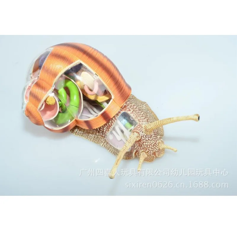 Assembled Animal Anatomy Snail Model Anime Medical Science Anatomic Puzzels for Children 4D Educational Toys 22cm | Канцтовары для