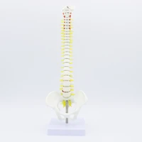 45cm pelvic human anatomical anatomy spine medical spinal column model teaching resources for medical students