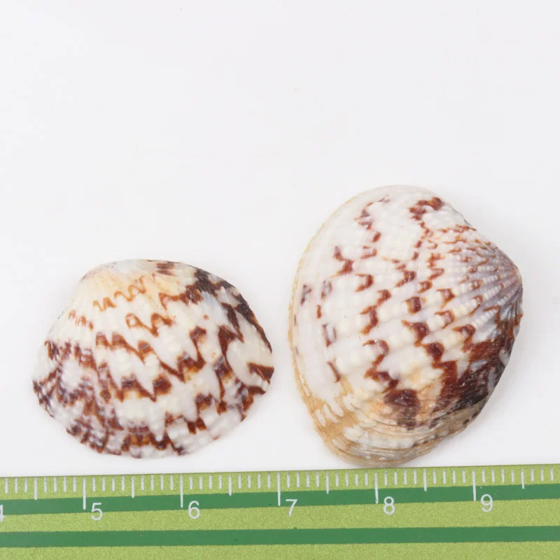 25-32 мм натуральные спиральные ракушки свободные бусины фотоальбом 10 шт. TRS0127X