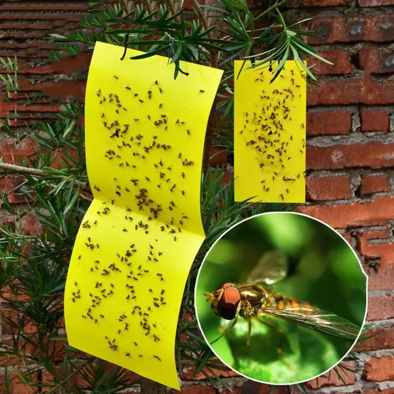 Нетоксичный ПВХ пластик Aphids гриб грызги листья горные машины Белые мухи