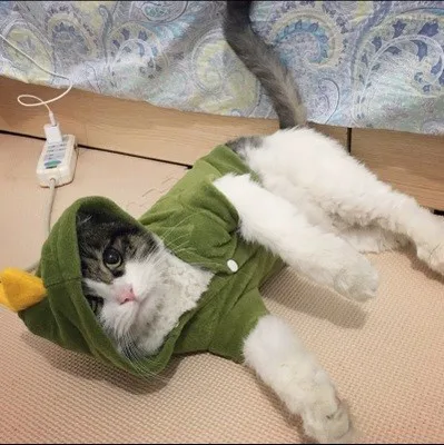 Флисовая одежда для домашних животных, котов для костюм пижамы вечерние праздника, а также для животных, одежда для собак, одежда, куртки, куртка с капюшоном одежда богемный комплект, Roupa водонепроницаемый жилет для собаки 25 S1