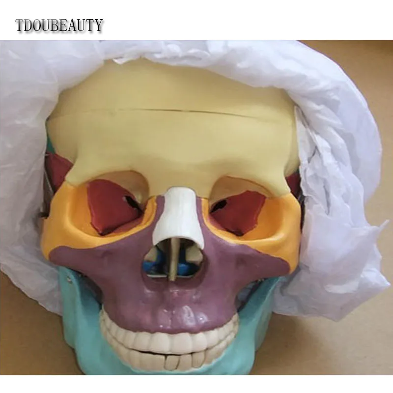 TDOUBEAUTY Esqueleto анатомический человеческий череп анатомическая анатомия каркасная