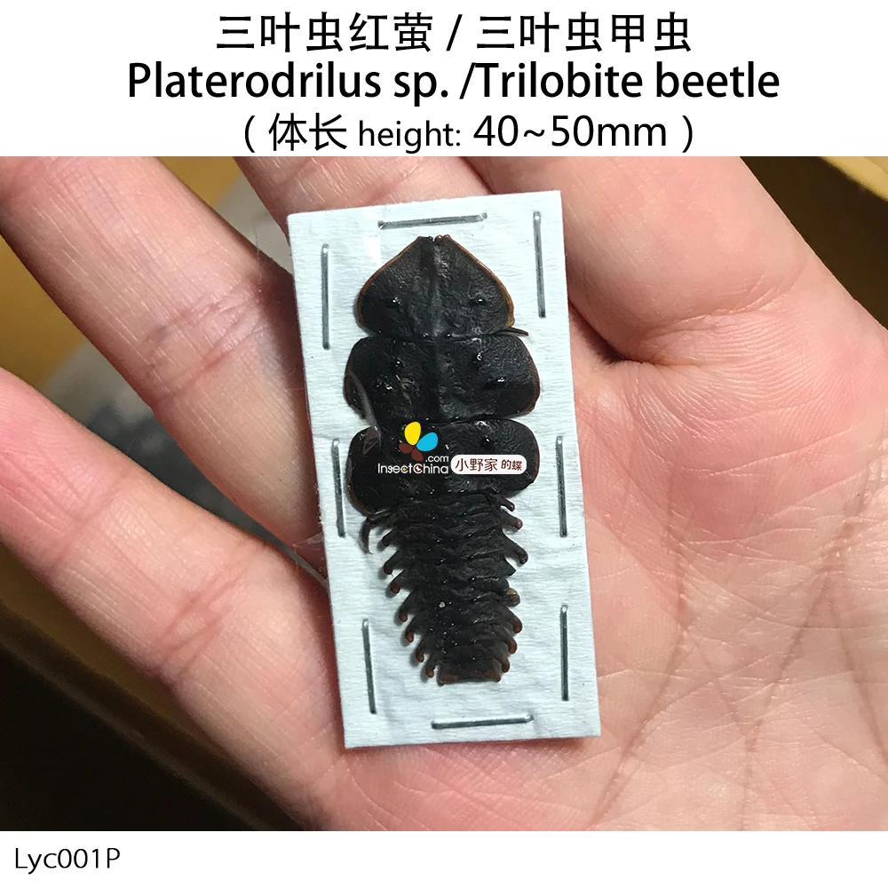 Platerodrilus sp. трилобитовый Жук трилобитовая личинка неподготовленное и