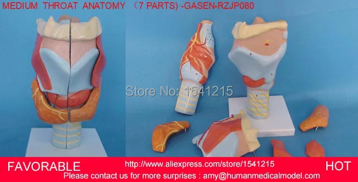 Модель человеческого горла анатомическая модель для медиков учебные материалы