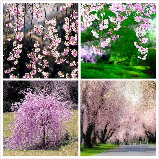 Бесплатная Доставка 20 розовый фонтан плач cherry tree Семена Так Легко Контейнерных