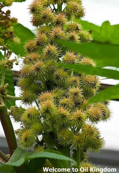 Massage Essential Oil 100%pure Plant Base Oils Castor Natural Aromatherapy Nourish Hair Prevent Skin Aging |