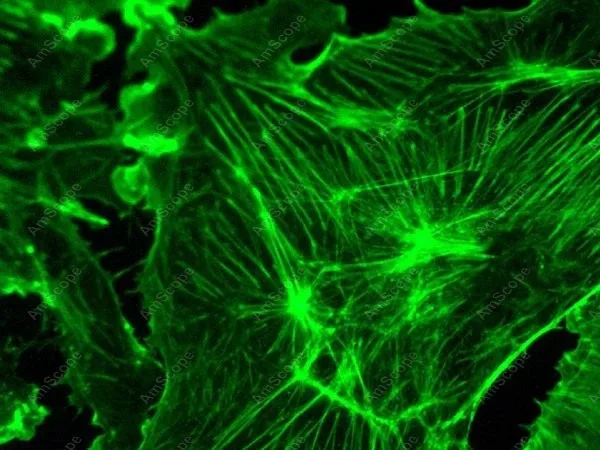 Флуоресцентный тринокулярный микроскоп EPI принадлежности для амскопа 40X 1600X