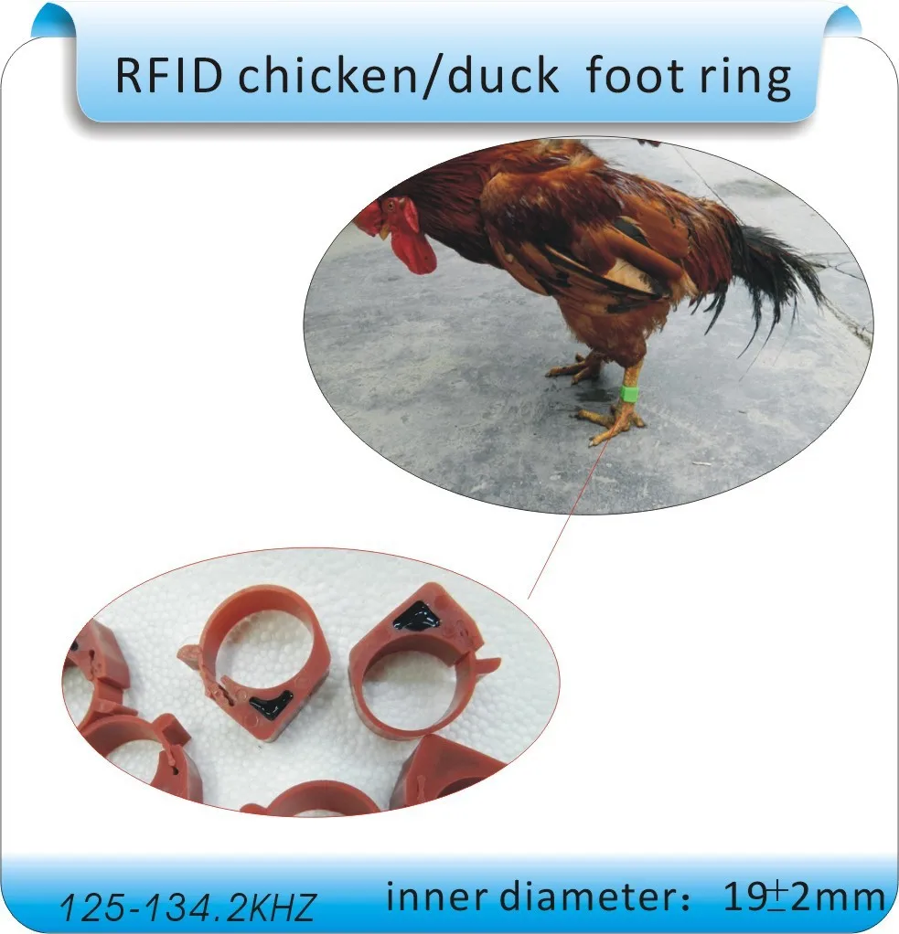 100 шт. птицы автоматизированное управление с кольцом для пальца RFID тег, 125 кГц EM4100 с кольцом для пальца электронных меток+ 1 RFID Считыватель