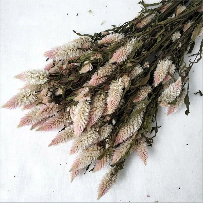 Light pink MiHuaGe хвост Феникса цветок высушенный Букет Искусственный Everlasting цветок DIY Искусство Цветочная композиция Спальня украшение дома - Цвет: Light pink