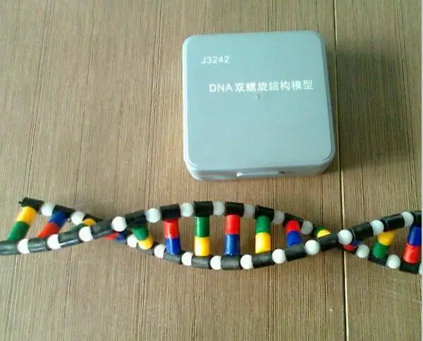 Анатомическая модель скелета человеческого мозга структуры DNA odontologia двойная