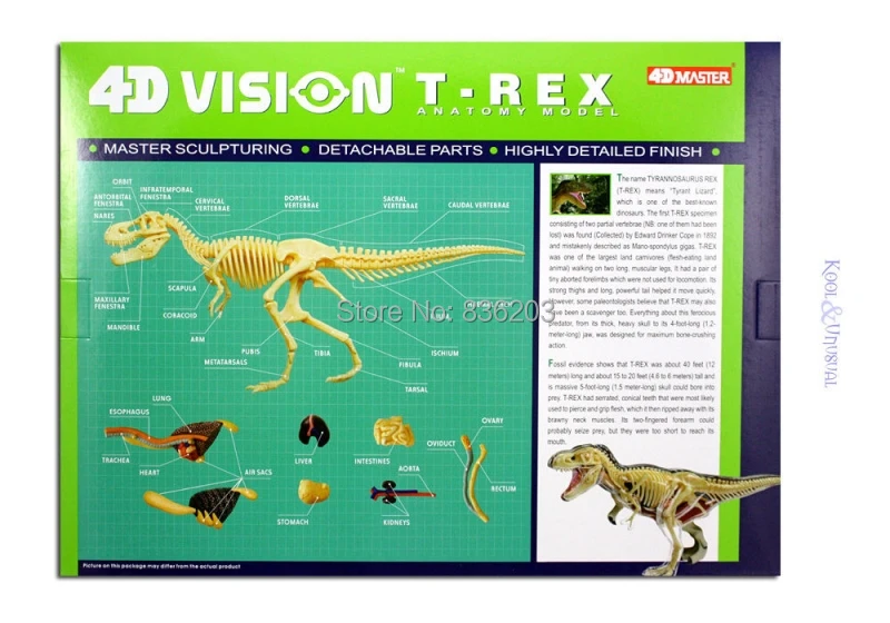 4D Master vision T-REX Анатомия динозавра модель скелета полностью съемные части тела Обучающие