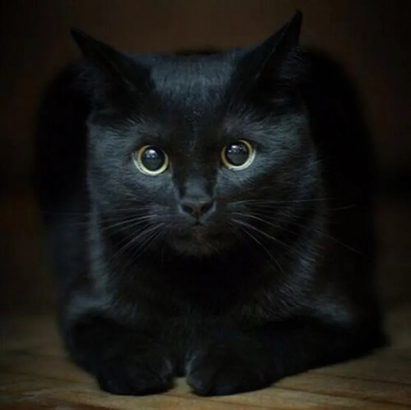 DIY животное Черный кот Алмазная вышивка 5D рукоделие крестиком наборы Стразы