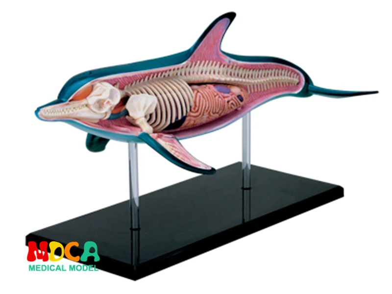 

Dolphin 4d master puzzle Assembling toy Animal Biology organ anatomical model medical teaching model