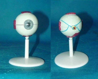 2 шт. медицинские образцы для анатомии глаз | Канцтовары офиса и дома