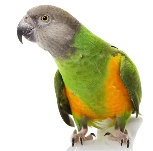 Senegal Parrot Gingerain одежда с птицами попугай одежда маленькая лягушка оригинальная ручная работа на заказ одежда с птицами свитер с капюшоном маленькая лягушка - Цвет: Senegal Parrot