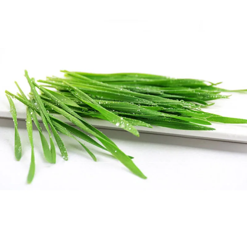 Cat Food Feeder Toy Rye Cat Grass Plant Herb Edible Lemongrass Kitchen Vegetable Bonsai Medicinal Use graines legumes pota