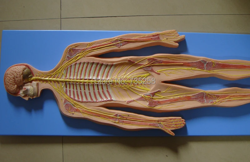 Nervous System Model Anatomical Models of the The Human | Канцтовары для офиса и дома