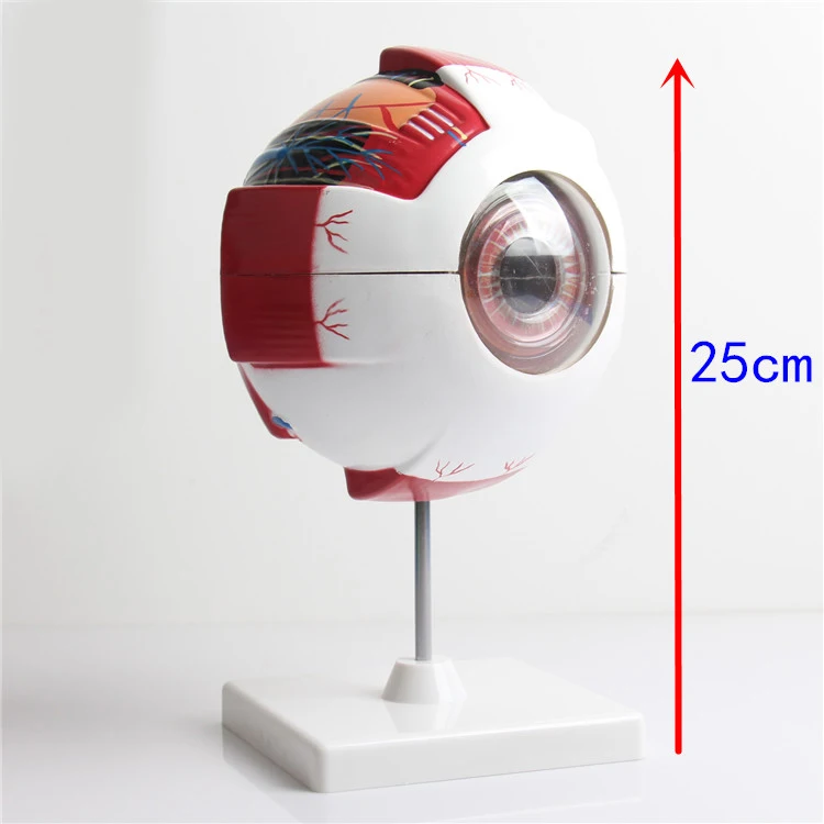 Увеличенная модель глаз увеличенная анатомии обучающая модель|anatomy model|eye modelmodel